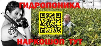 спайс Кингисепп