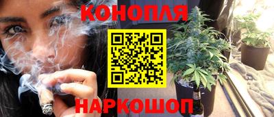 спайс Кингисепп